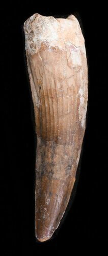 Bargain Spinosaurus Tooth - Composite Tooth #40331